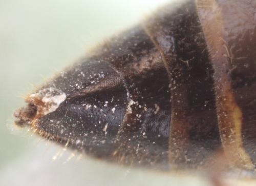 Eumenes sp.